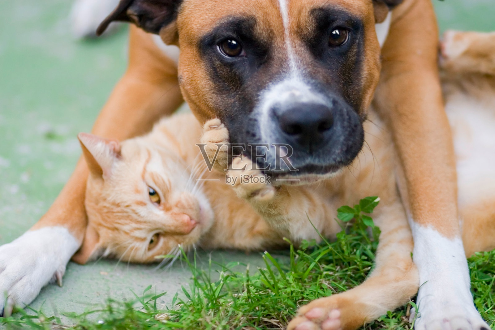 猫和狗之间的爱情照片摄影图片