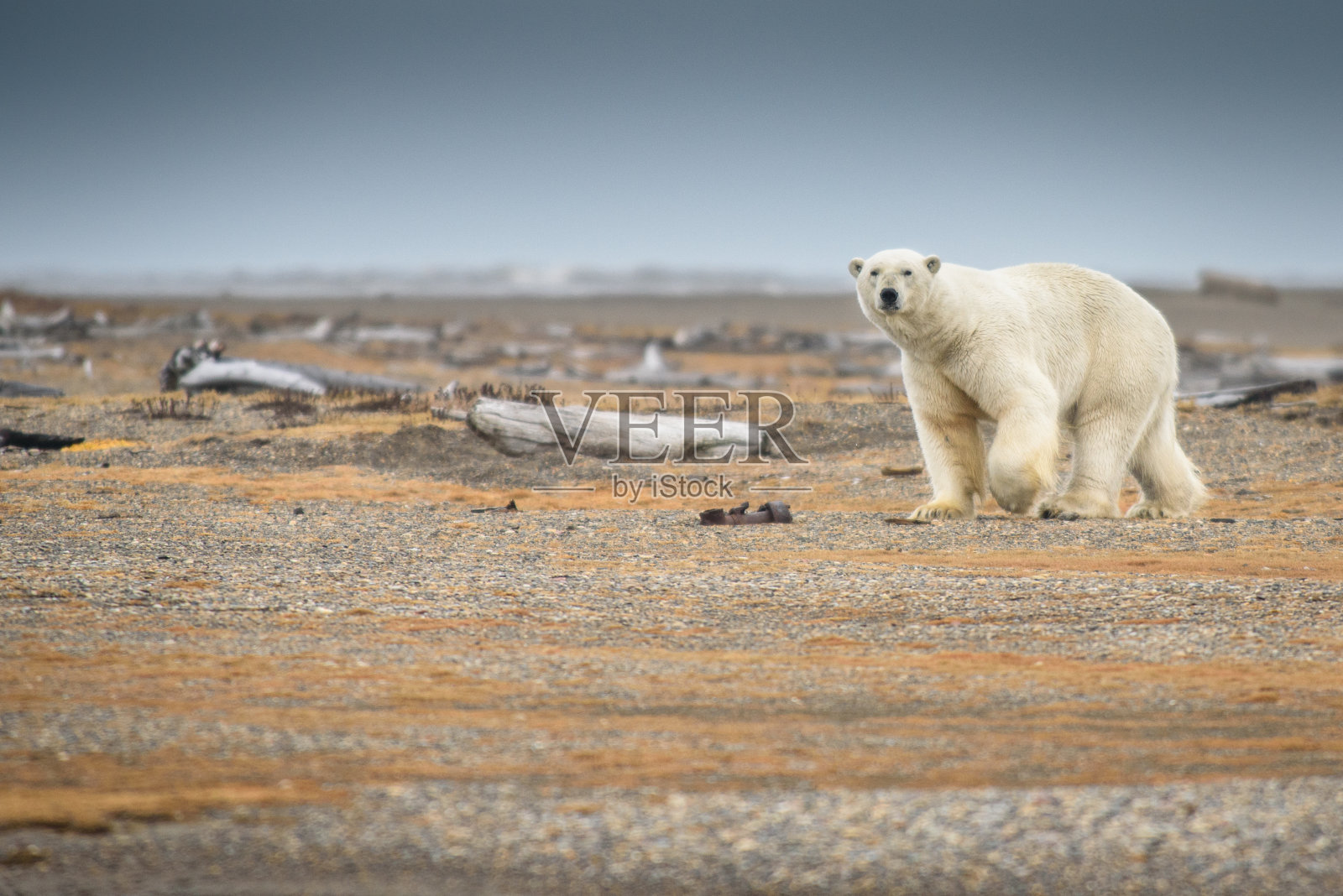 北极熊在阿拉斯加的陆地上行走照片摄影图片