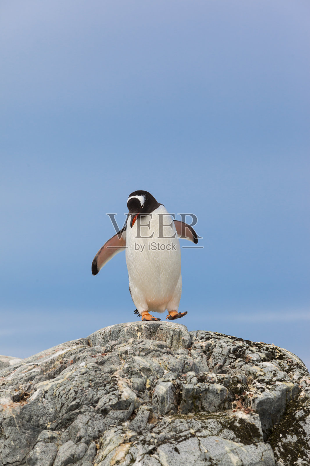 南极巴布亚企鹅在岩石上行走照片摄影图片