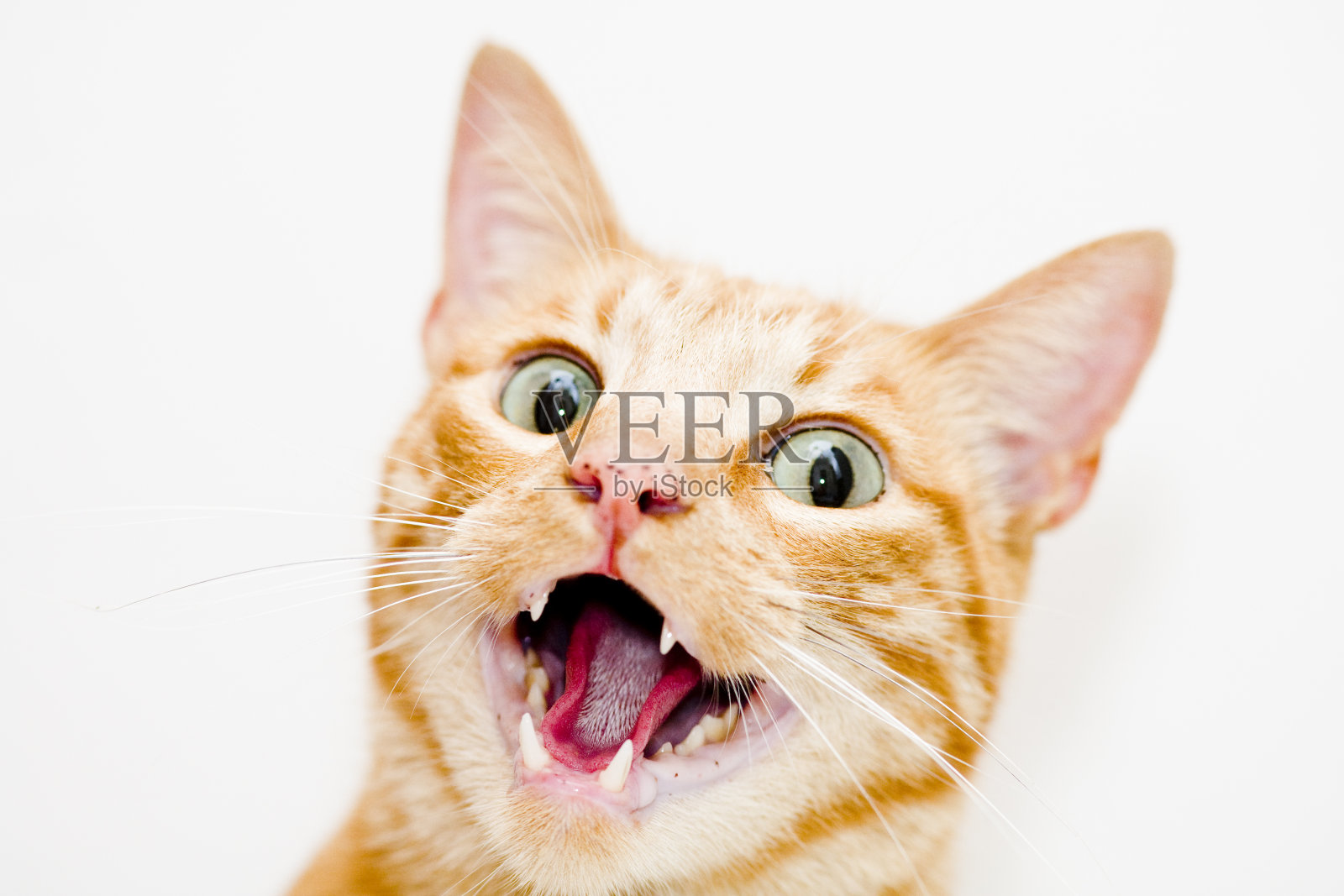 张大嘴巴的猫照片摄影图片