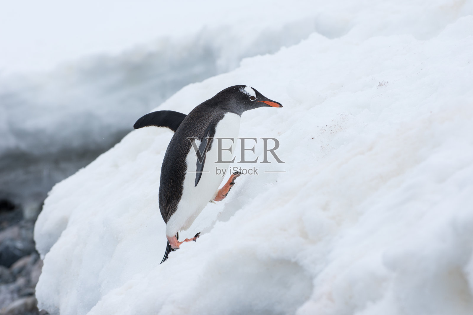 巴布亚企鹅在南极洲的冰面上爬行照片摄影图片
