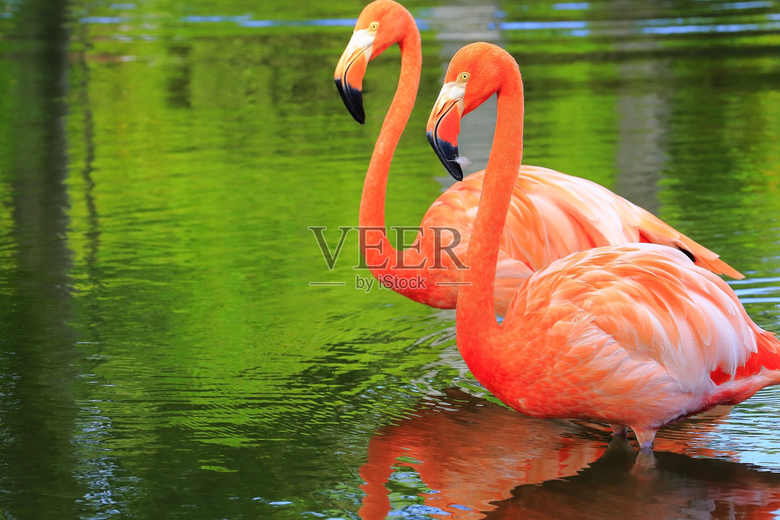 粉红色优雅的火烈鸟肩并肩，热带鸟类情侣近距离观察照片摄影图片