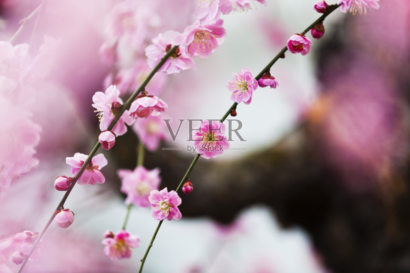 春天的梅花照片摄影图片