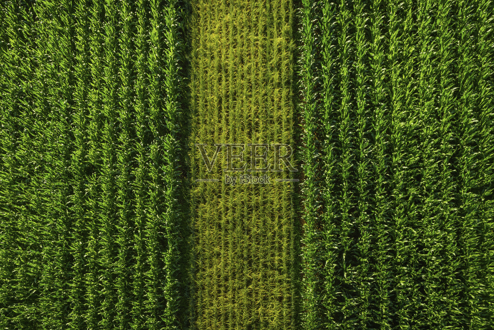 一排排绿色玉米作物的玉米农业背景鸟瞰图照片摄影图片
