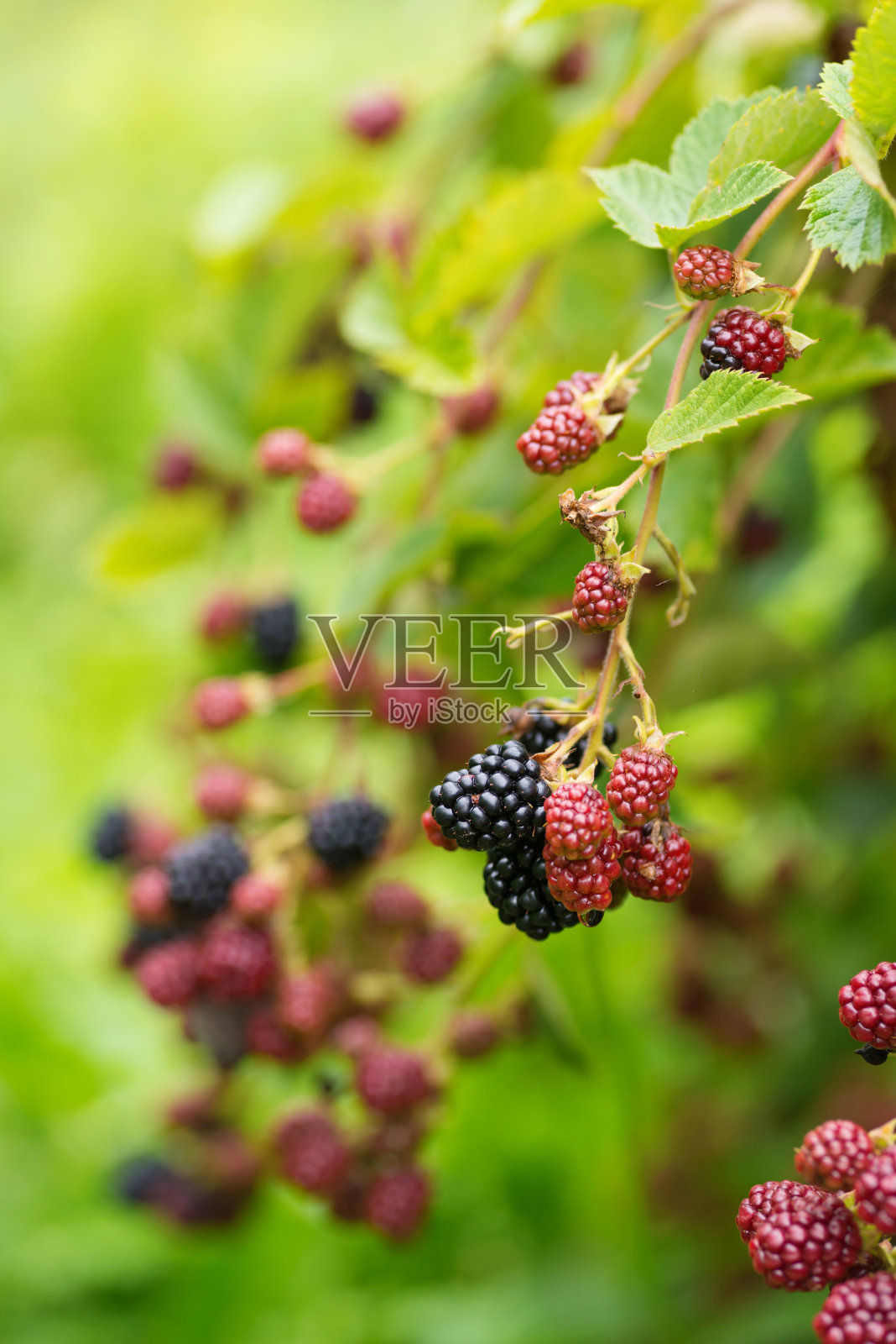 花园里有新鲜、成熟和未成熟的黑莓照片摄影图片