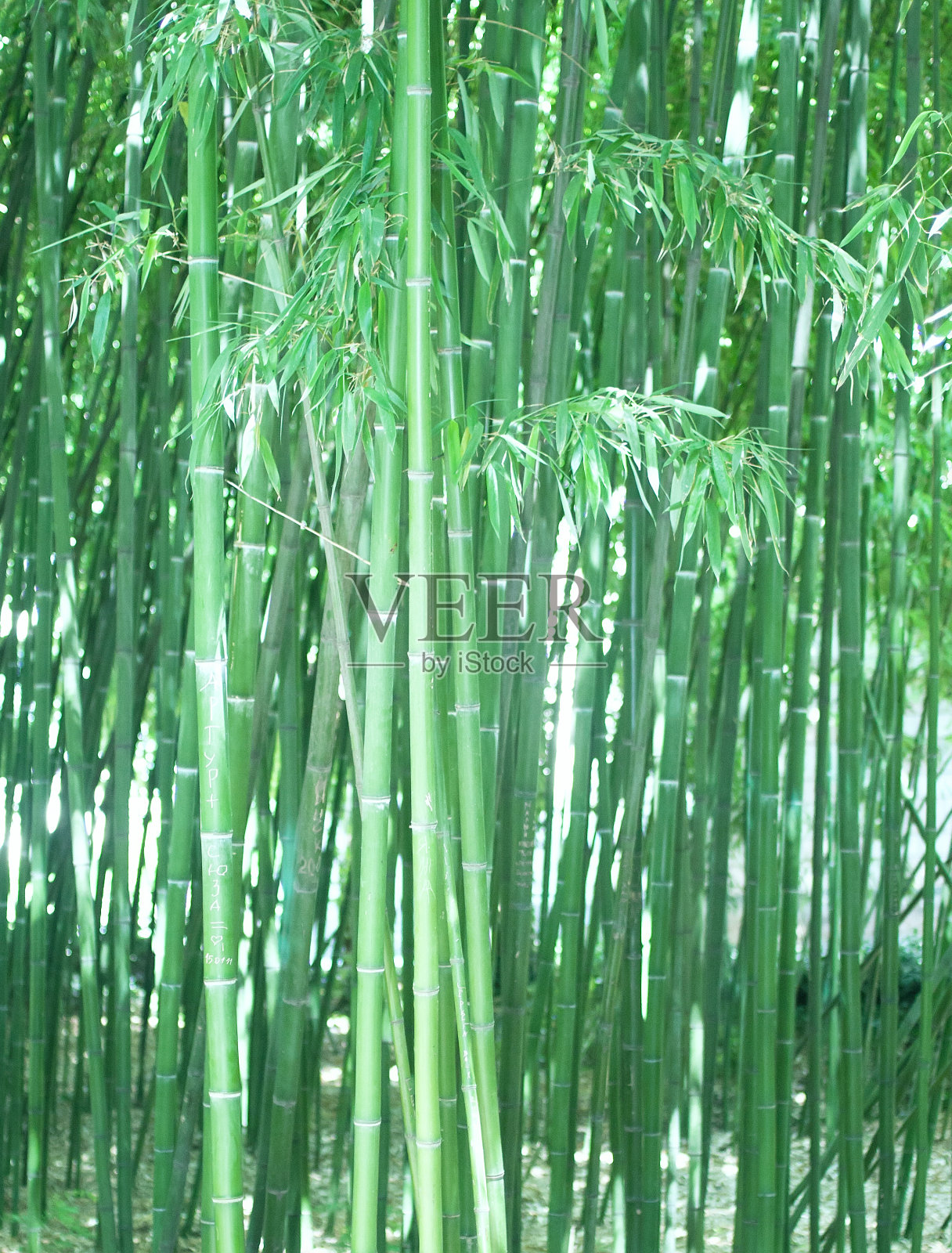 竹林照片摄影图片