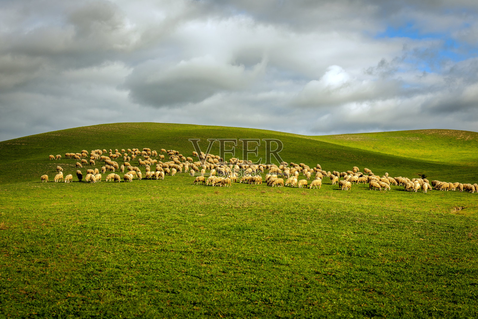 意大利托斯卡纳的一群羊照片摄影图片