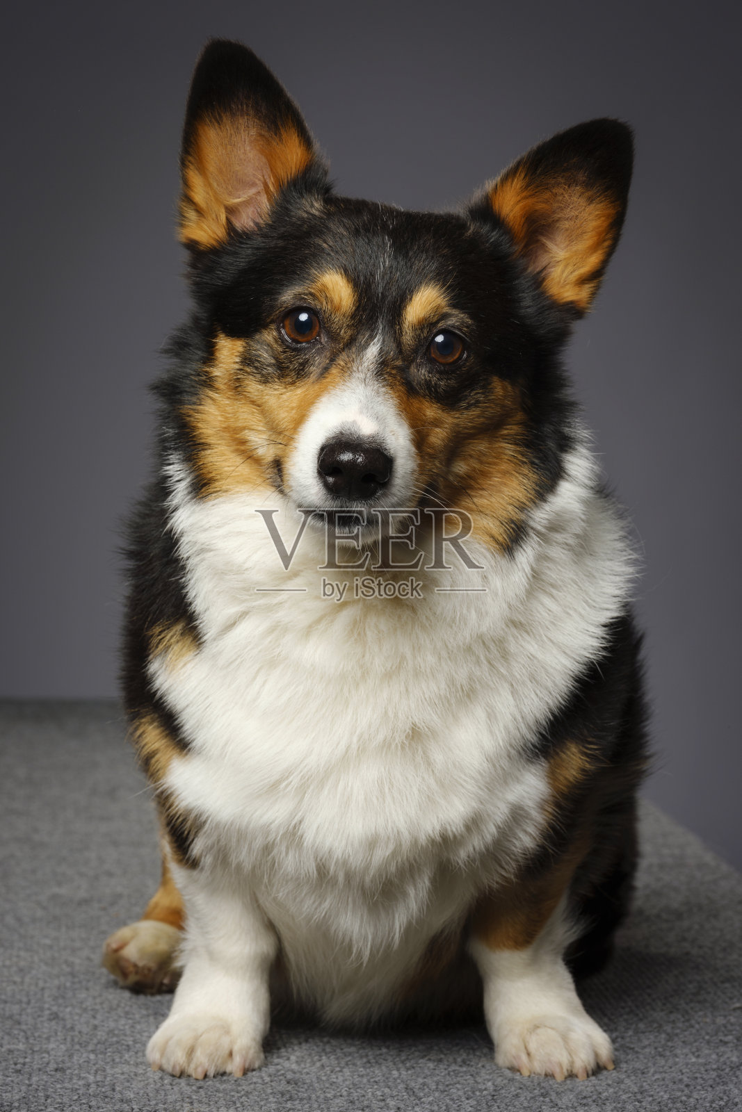 彭布罗克威尔士科基犬照片摄影图片