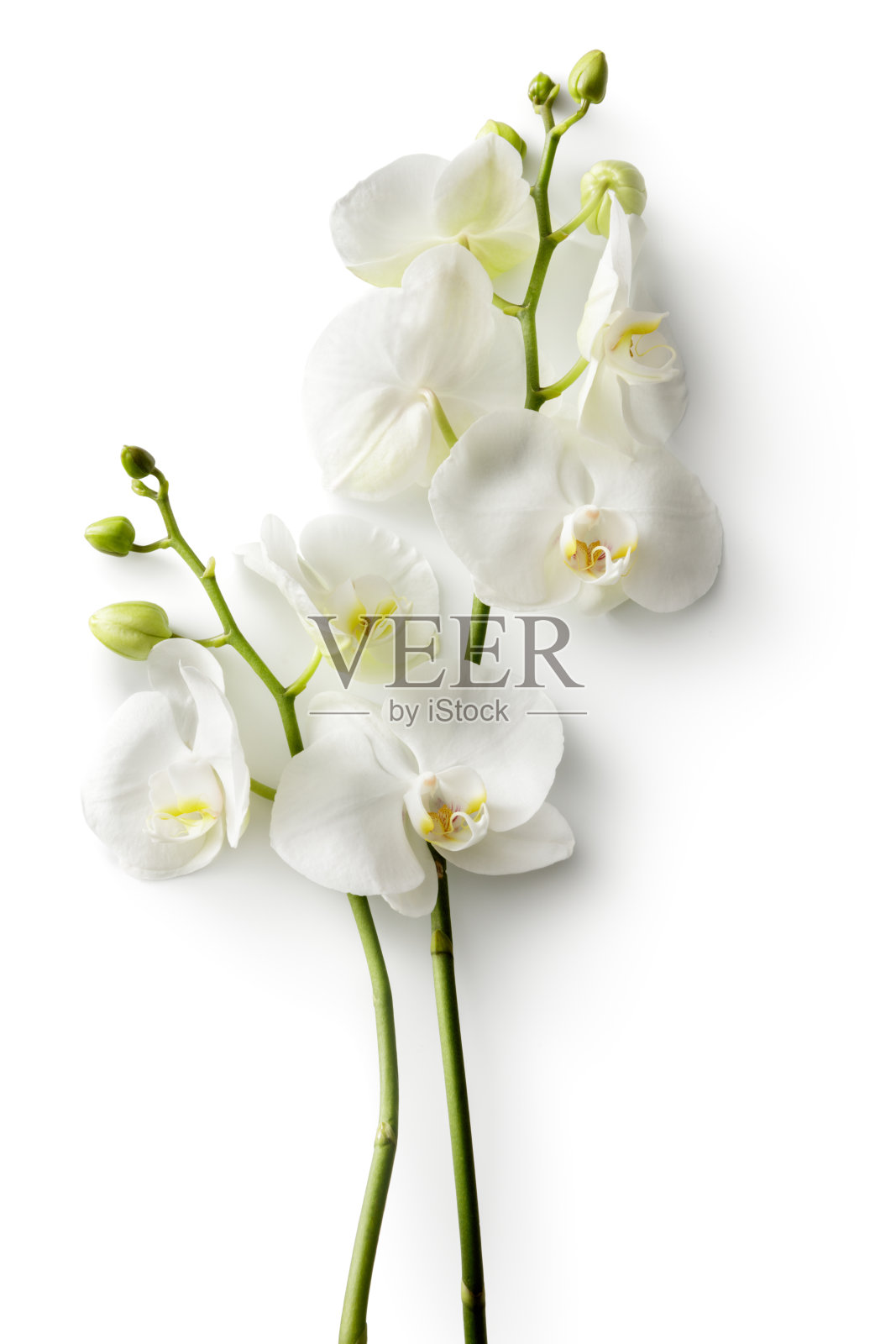 花:白色兰花孤立在白色背景照片摄影图片