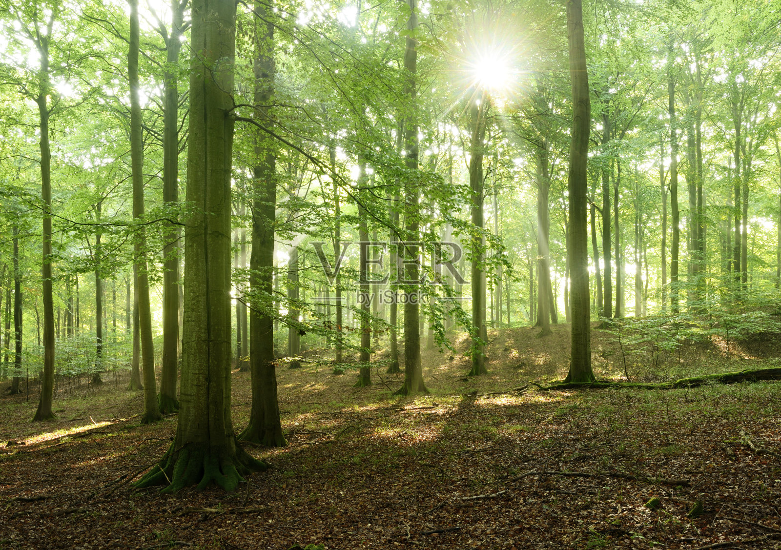 童话森林-阳光在天然山毛榉树森林照片摄影图片