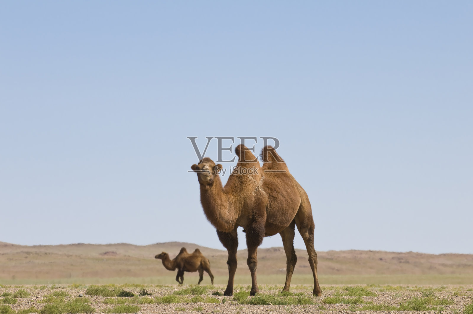 戈壁沙漠的骆驼照片摄影图片