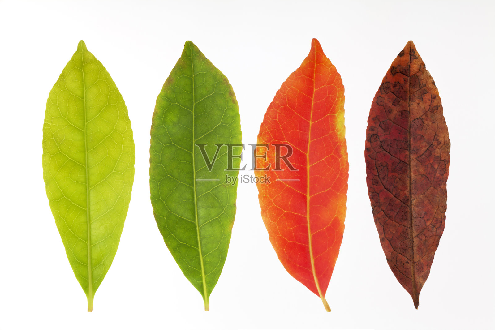 四季的叶子照片摄影图片