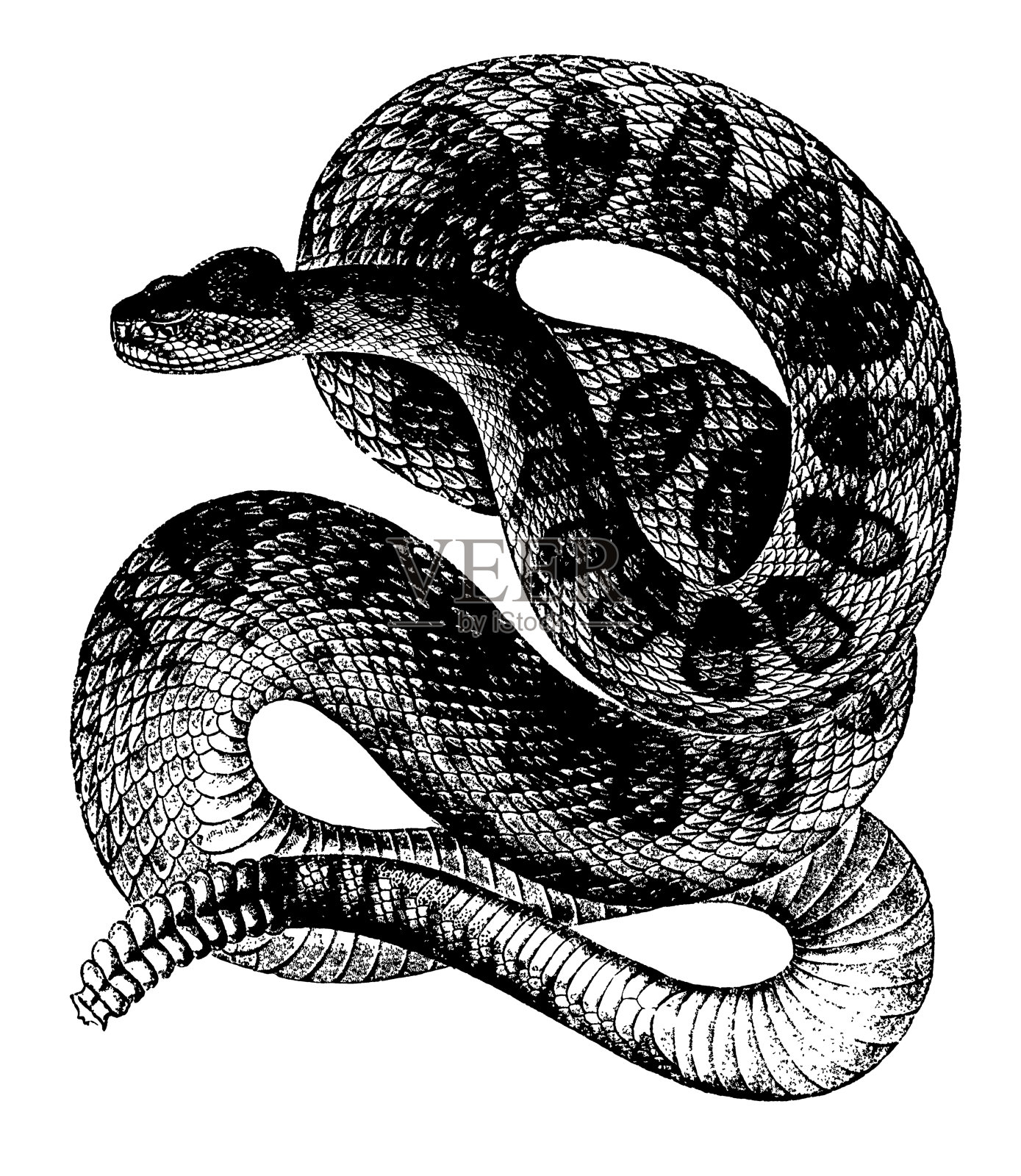 响尾蛇|古董动物插图插画图片素材