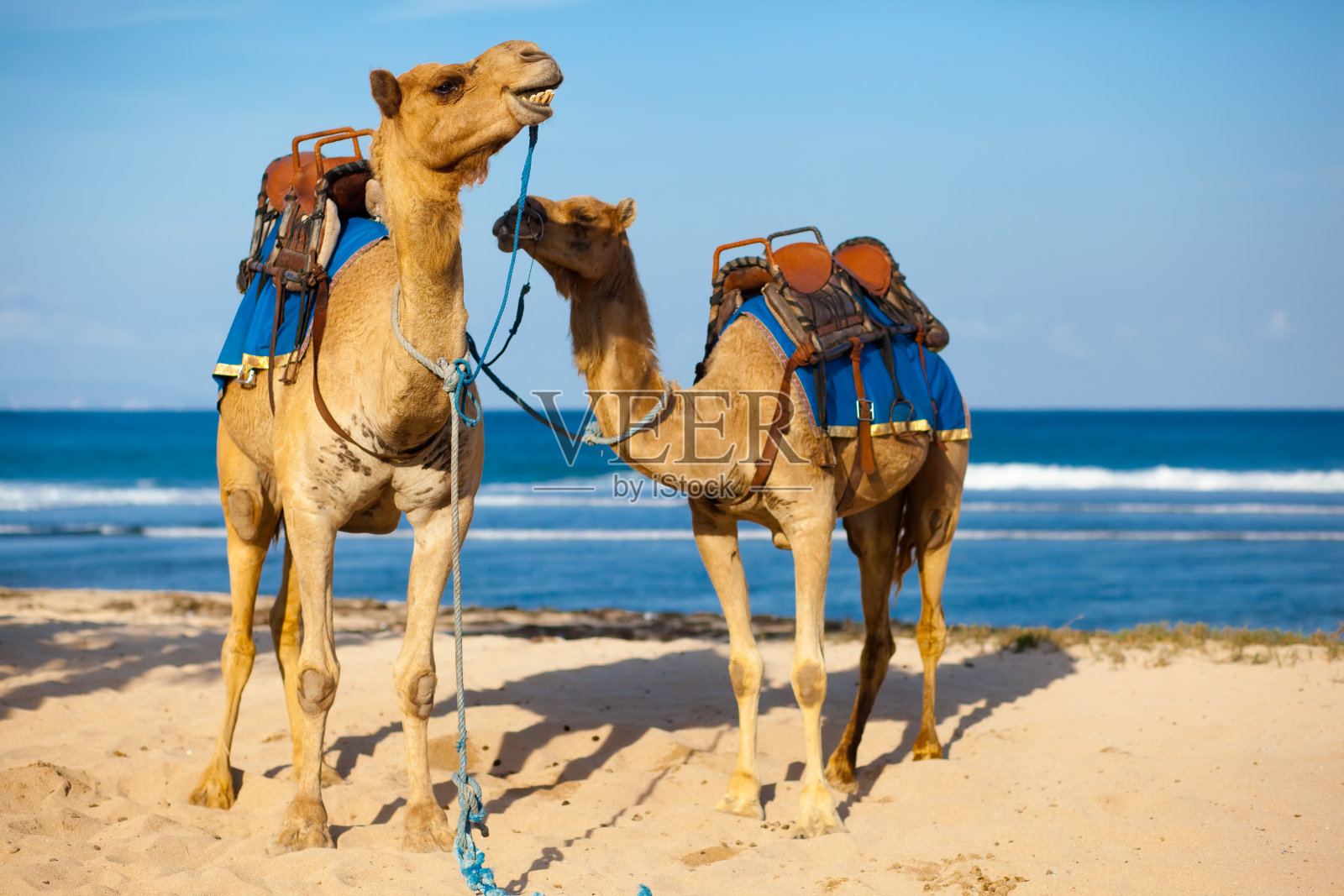 两只骆驼准备在海滩上骑照片摄影图片