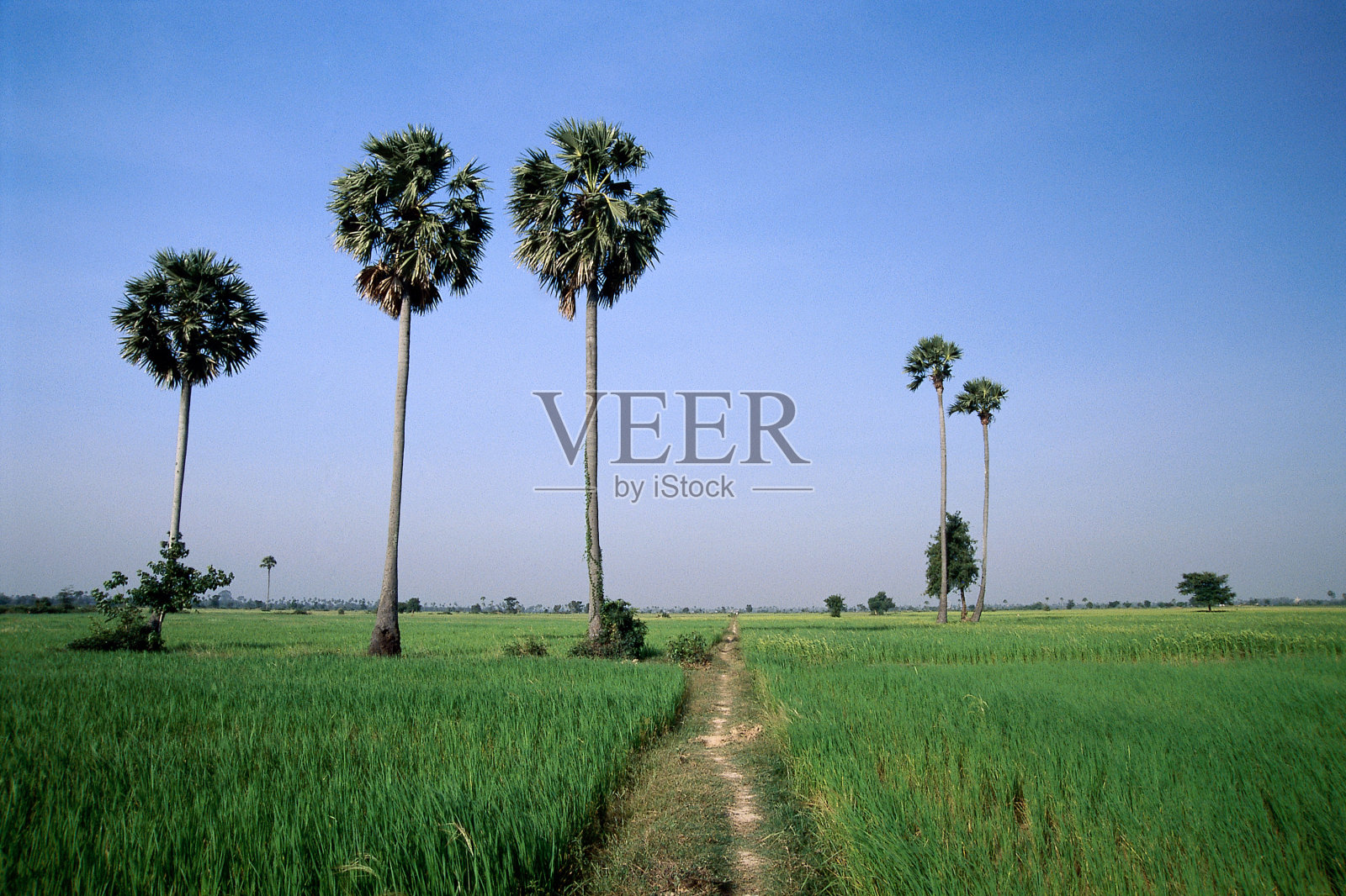 柬埔寨乡间的稻田里种着棕榈树照片摄影图片