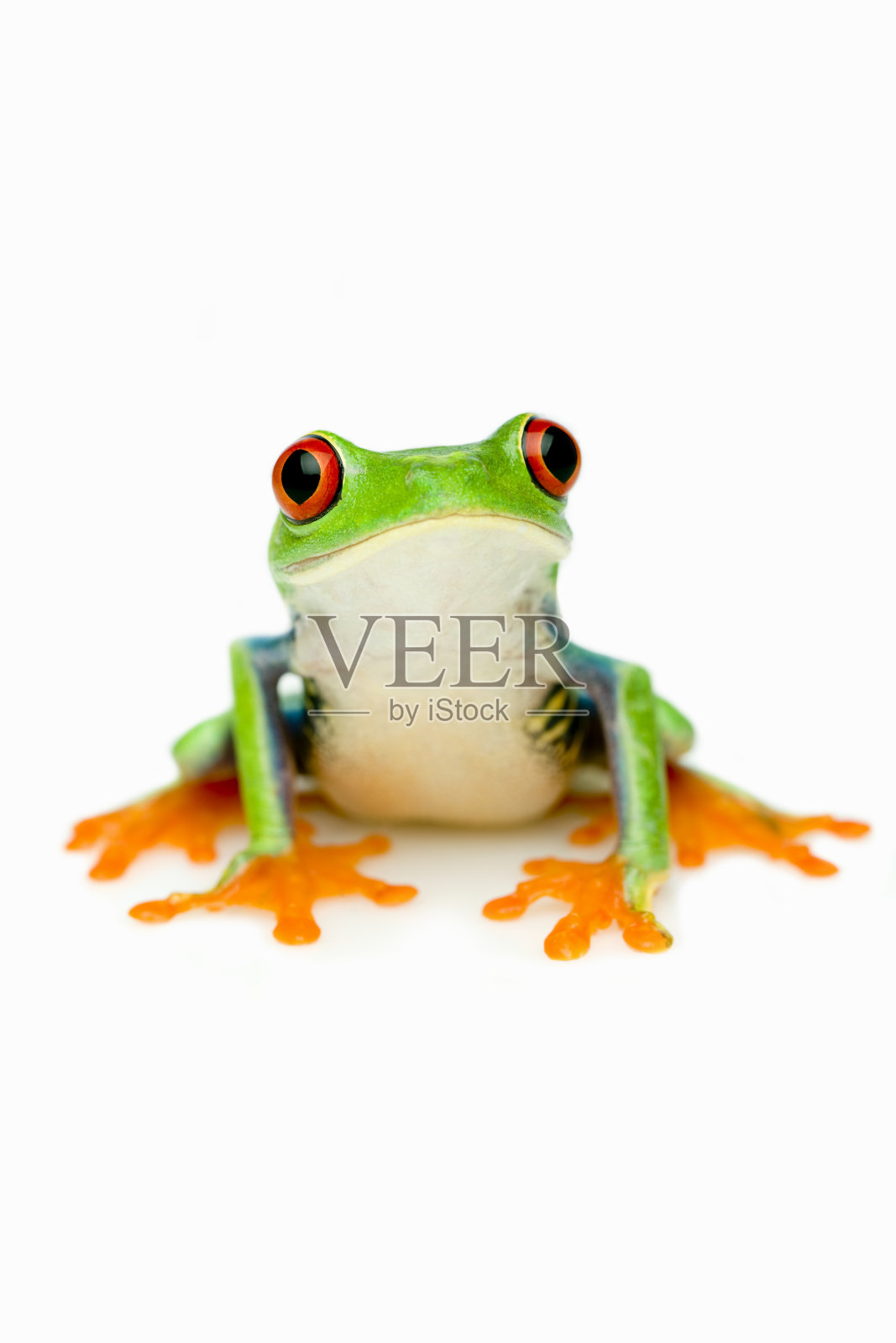 绿色的小青蛙肖像照片摄影图片
