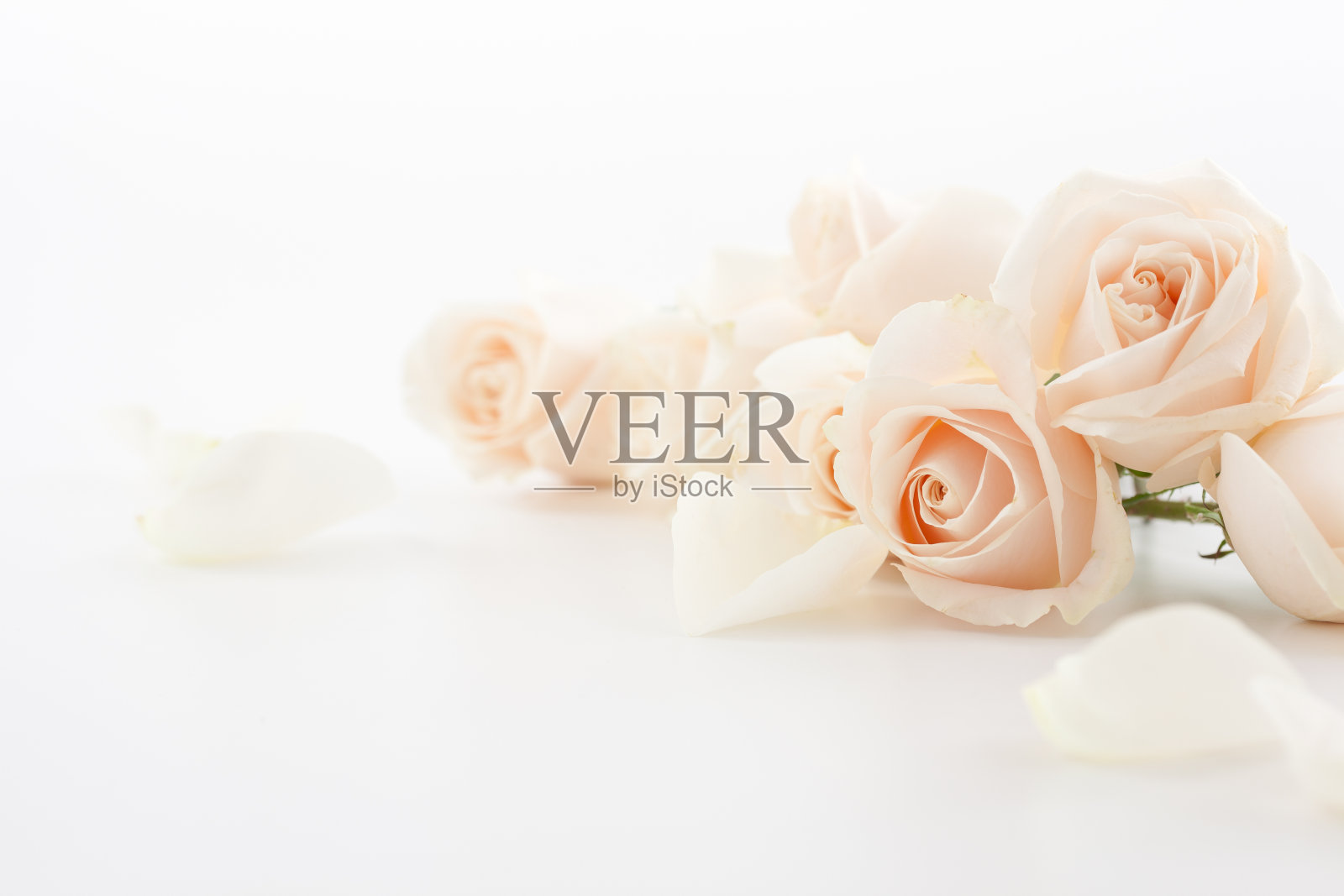 白玫瑰和花瓣照片摄影图片