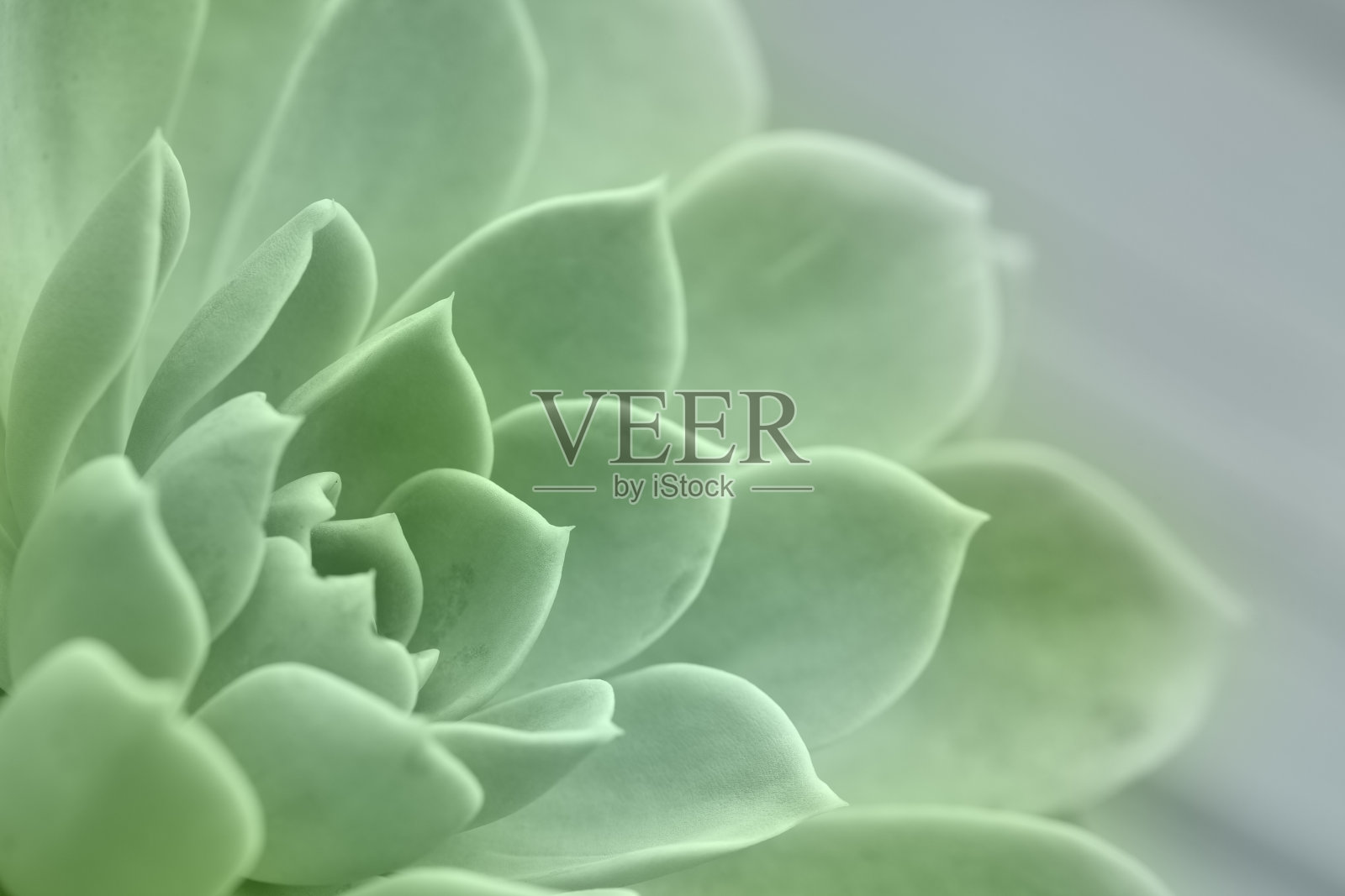 Echeveria肉质植物照片摄影图片