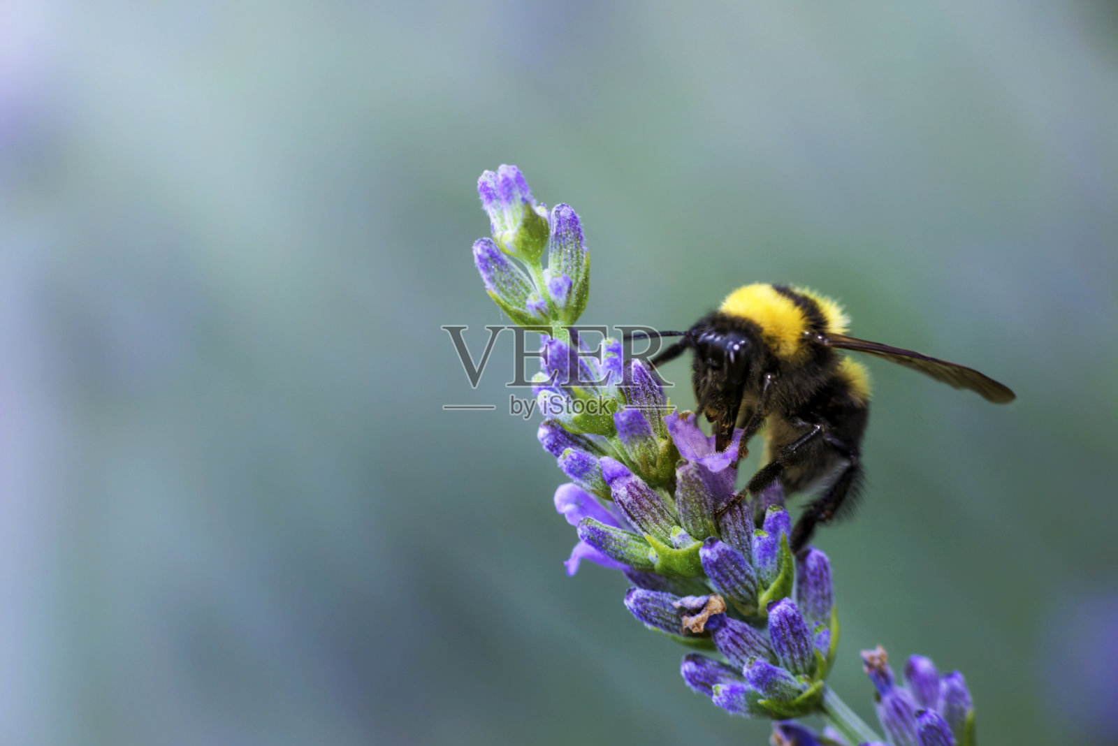 大黄蜂在薰衣草上照片摄影图片