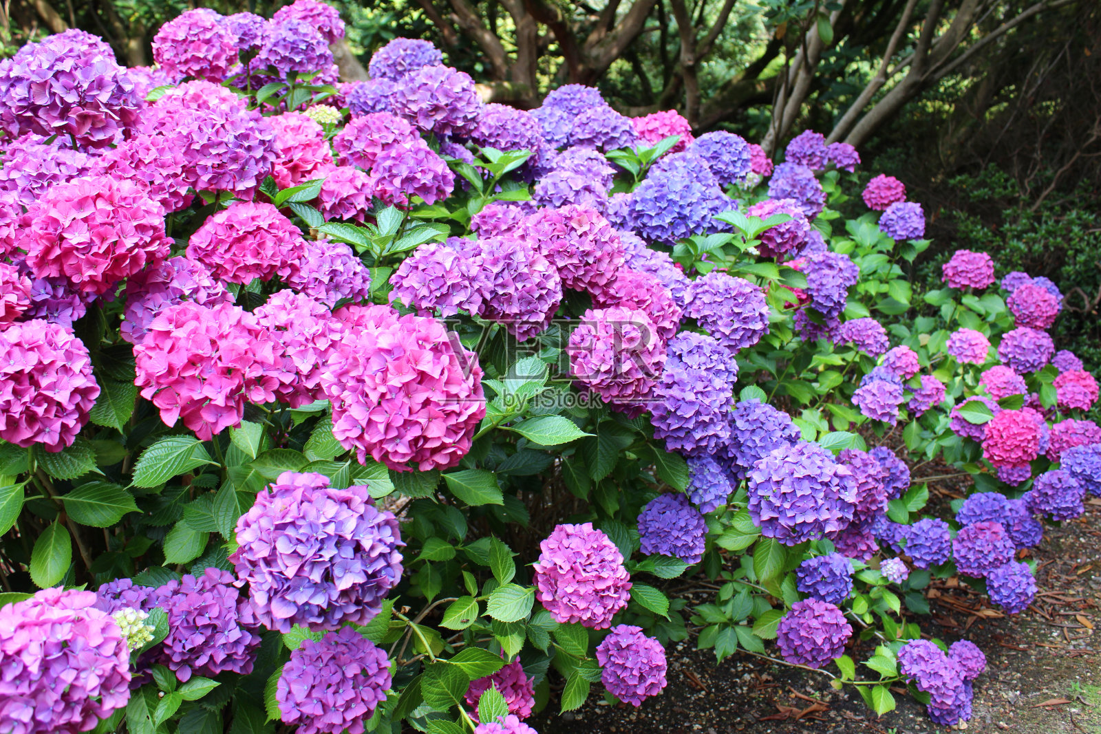 粉红色和紫色的绣球花，花边绣球灌木，背阴的花园照片摄影图片