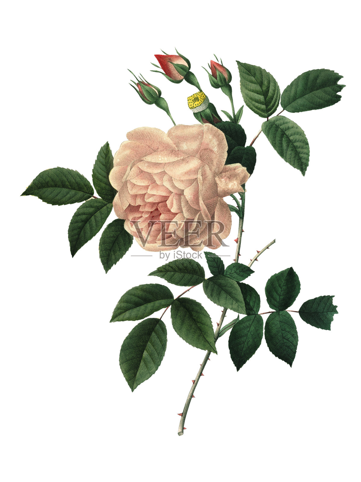 籼蔷薇 | Redoute 花卉插图插画图片素材