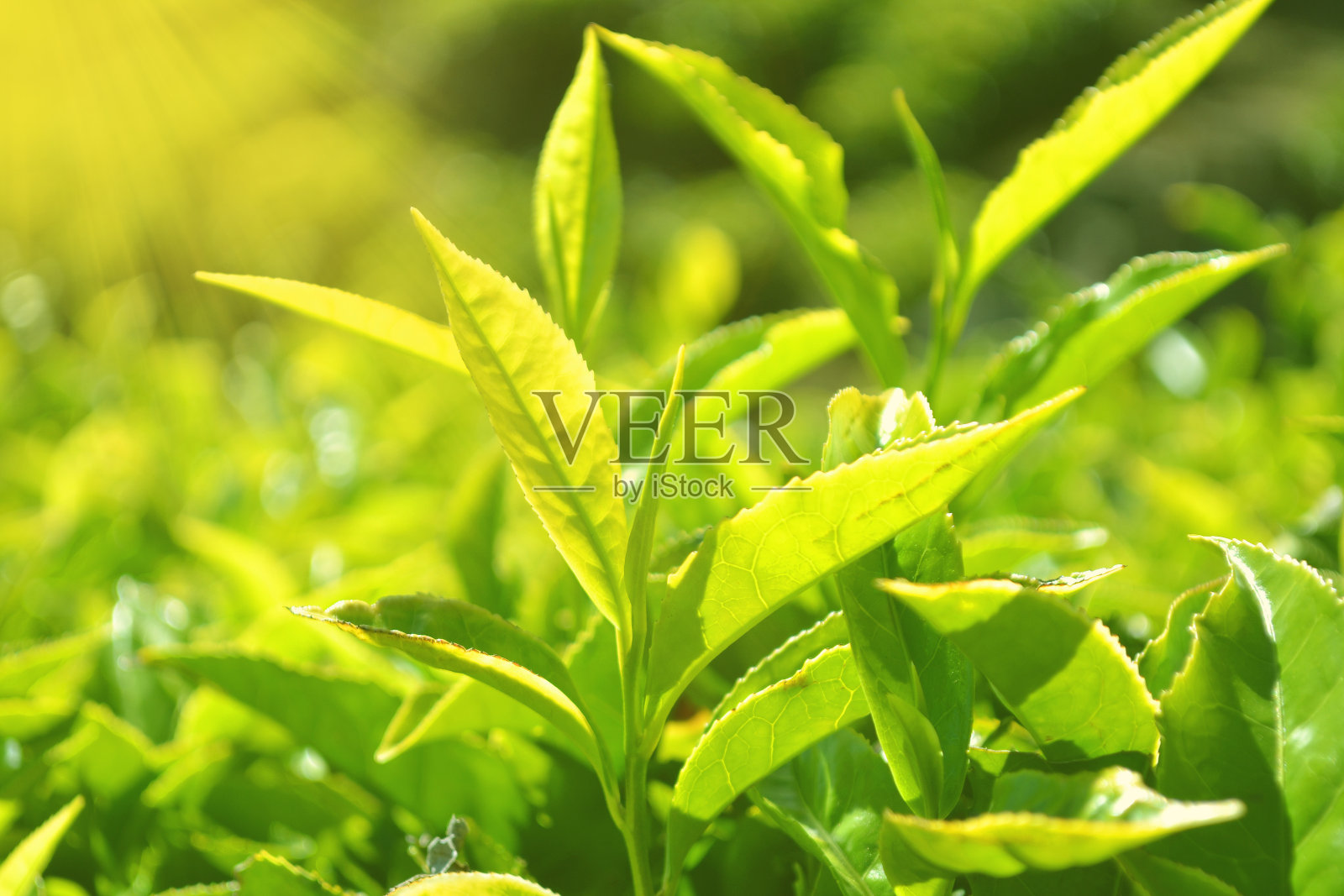 早晨的阳光照射在绿茶的叶子上照片摄影图片