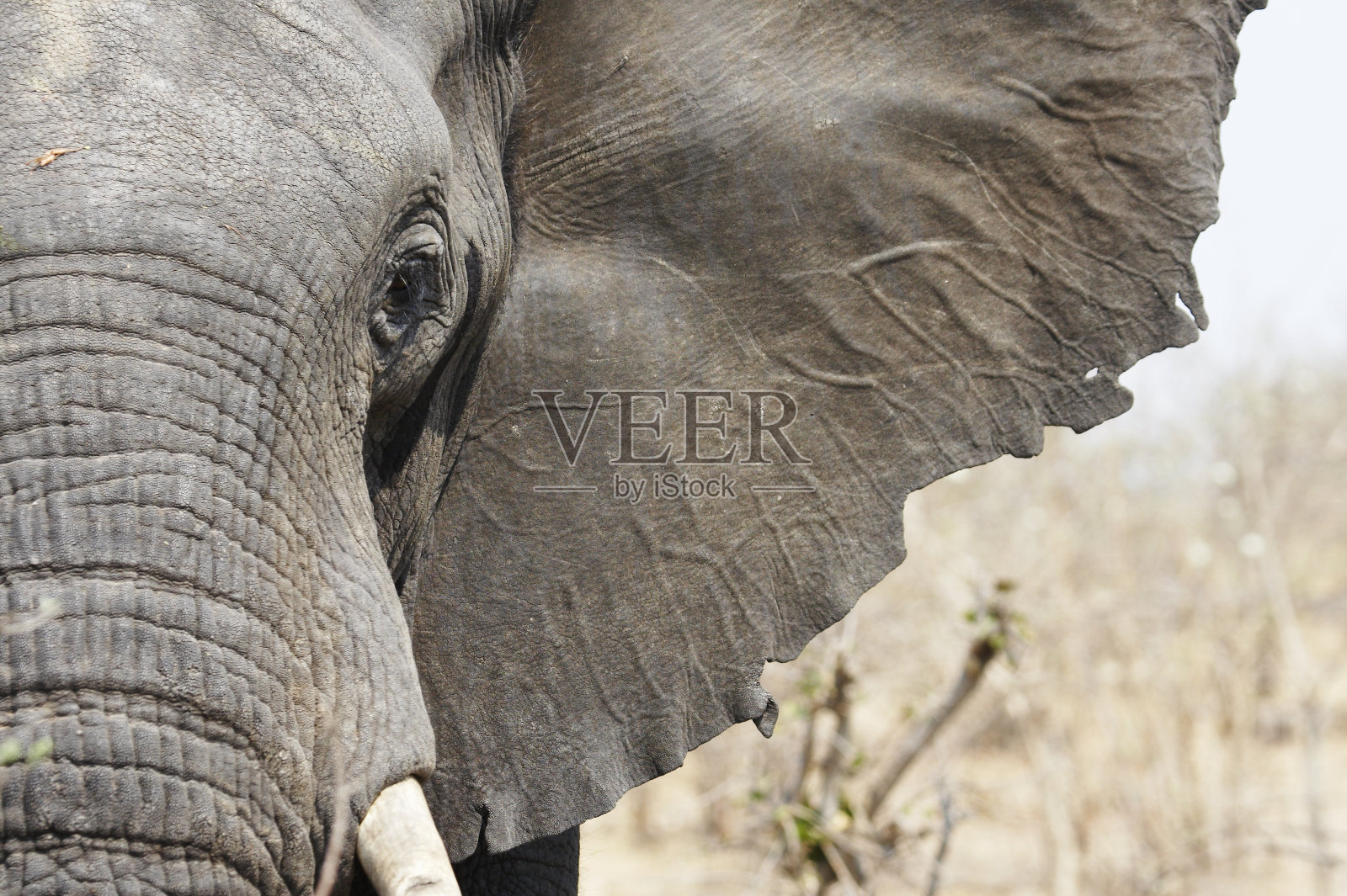 大象的鼻子，脸和耳朵的特写照片摄影图片