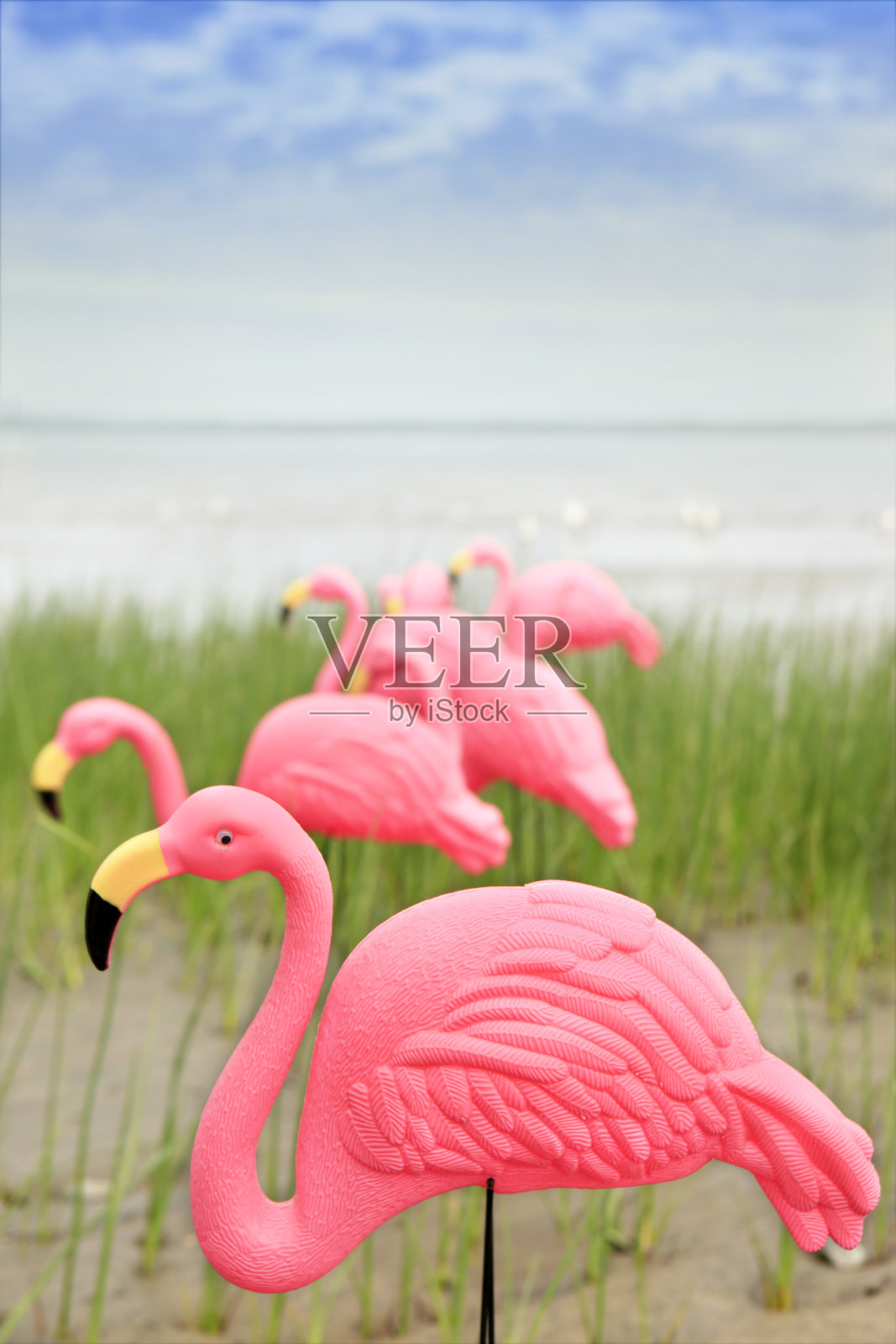 粉红色的火烈鸟照片摄影图片