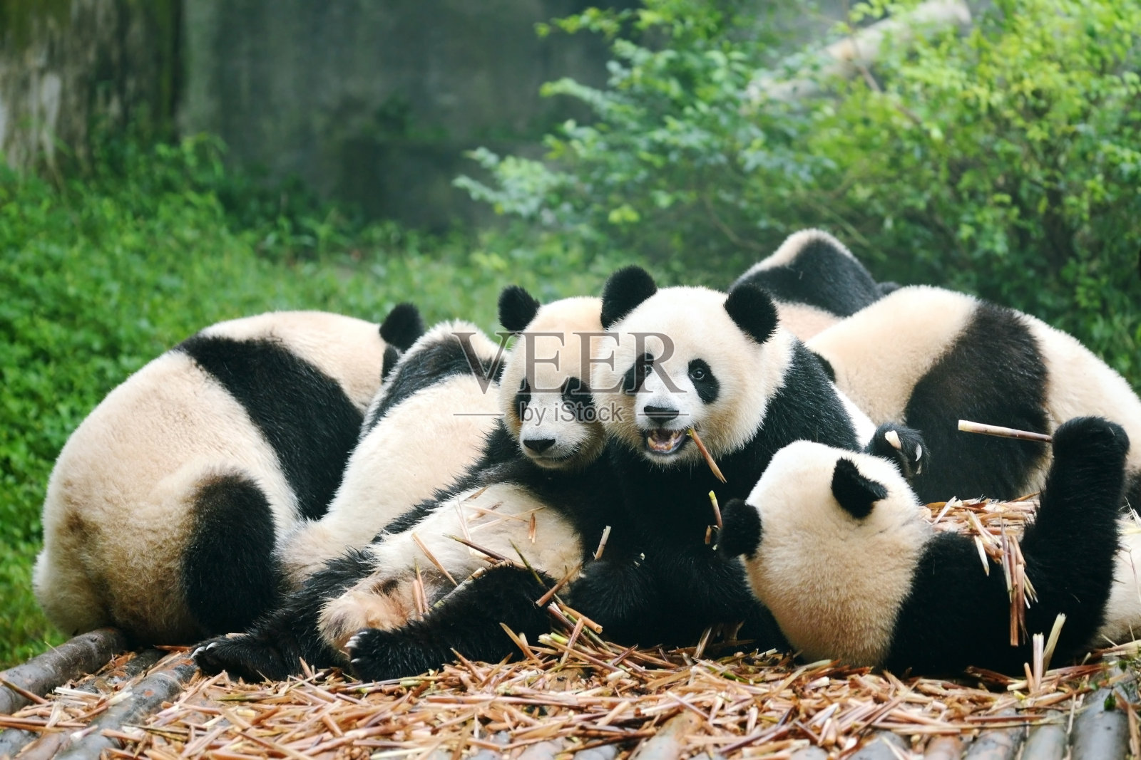 一群吃竹子的大熊猫照片摄影图片