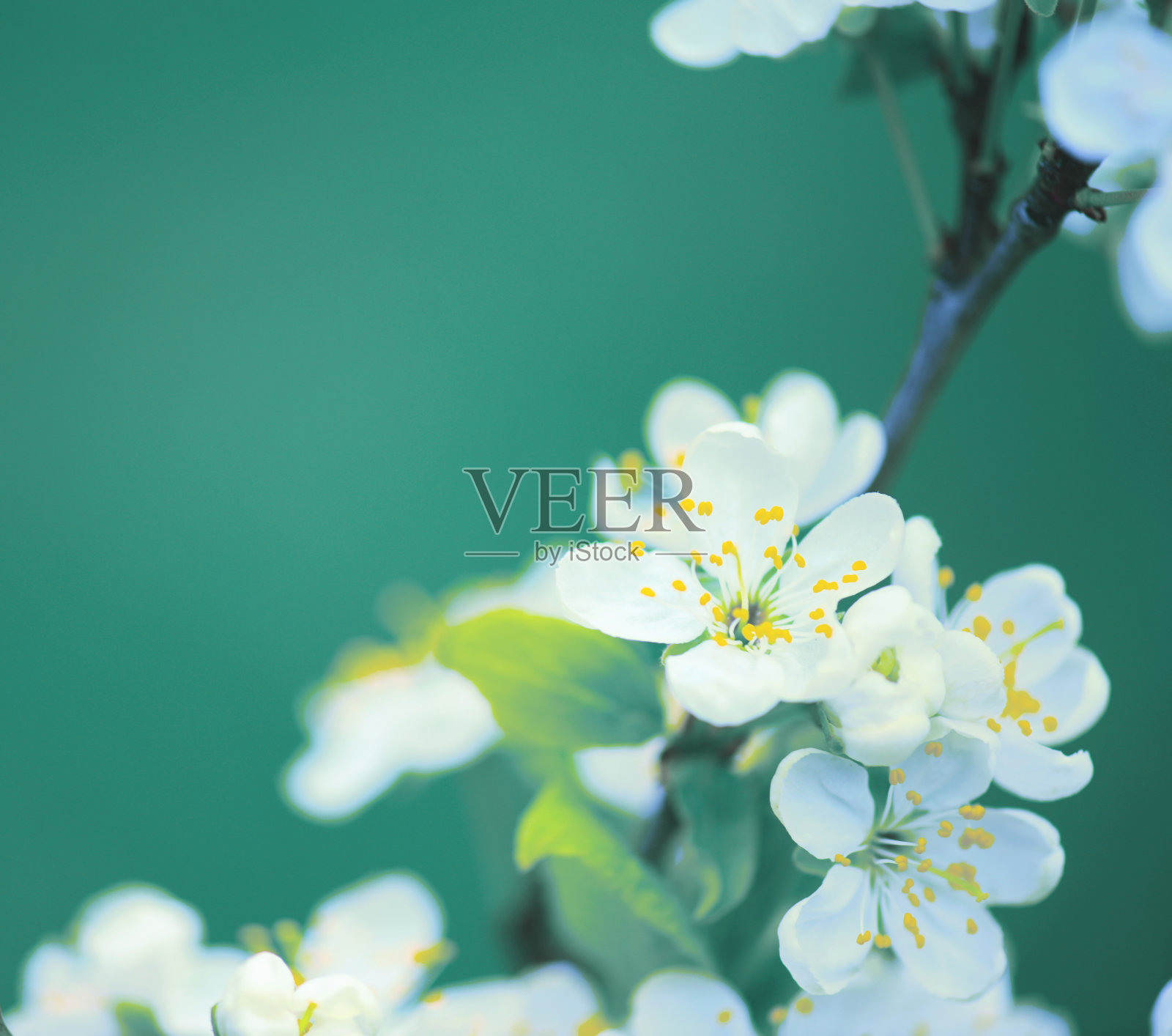 美丽的春天的花朵照片摄影图片