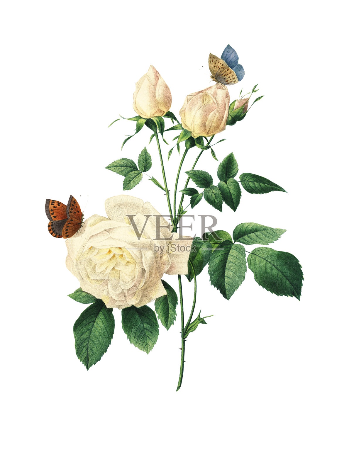 茶玫瑰| Redoute花卉插图插画图片素材
