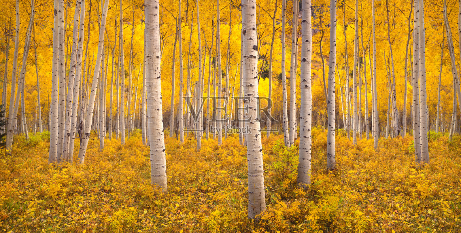 科罗拉多州落基山脉的秋天白杨树森林照片摄影图片