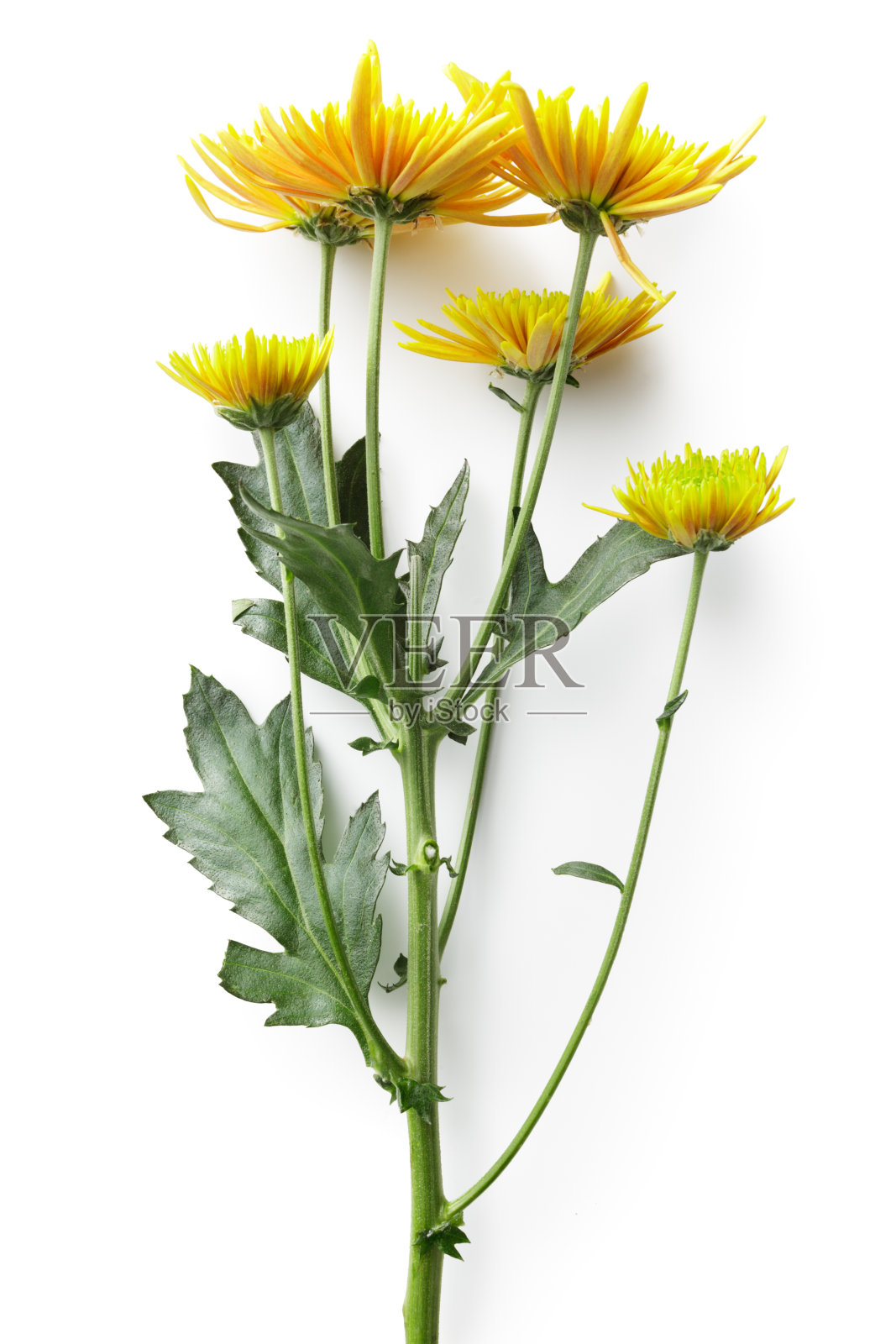 花:黄色菊花孤立在白色背景照片摄影图片