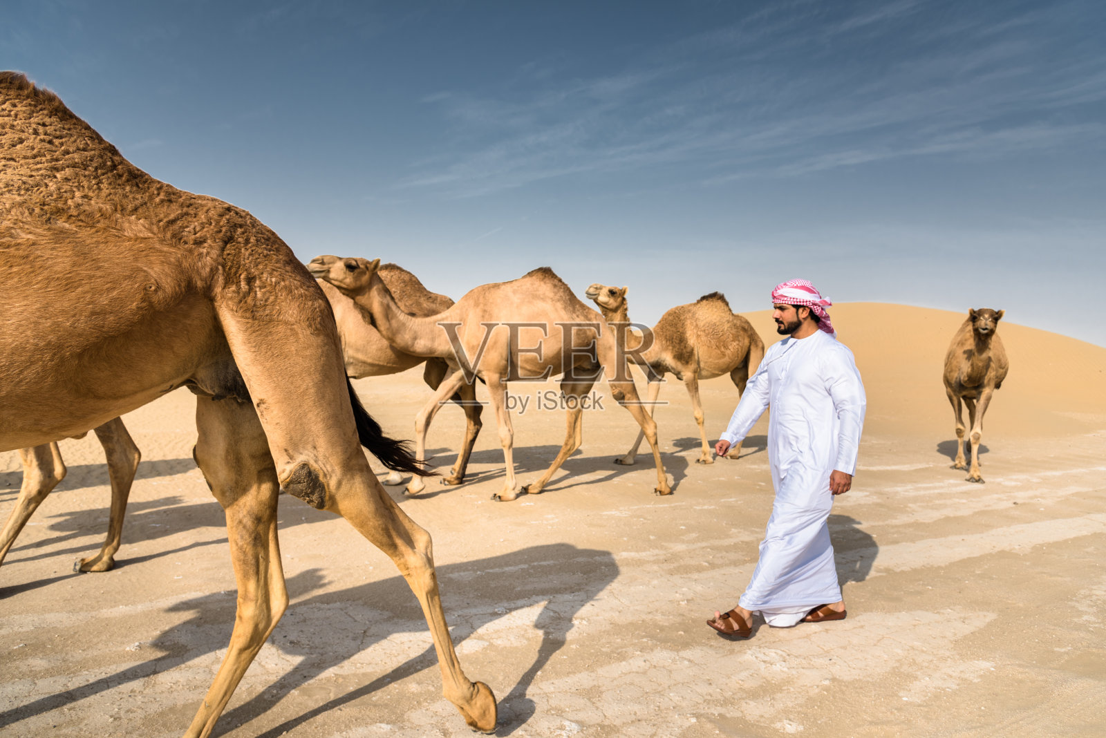 阿拉伯酋长在沙漠里和骆驼一起行走照片摄影图片