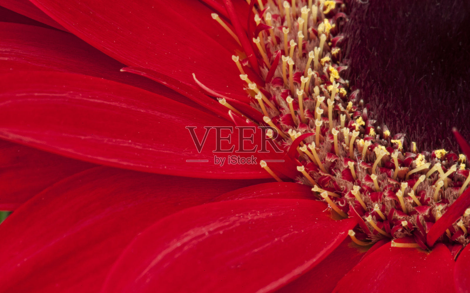 红色非洲菊雏菊花的特写照片摄影图片