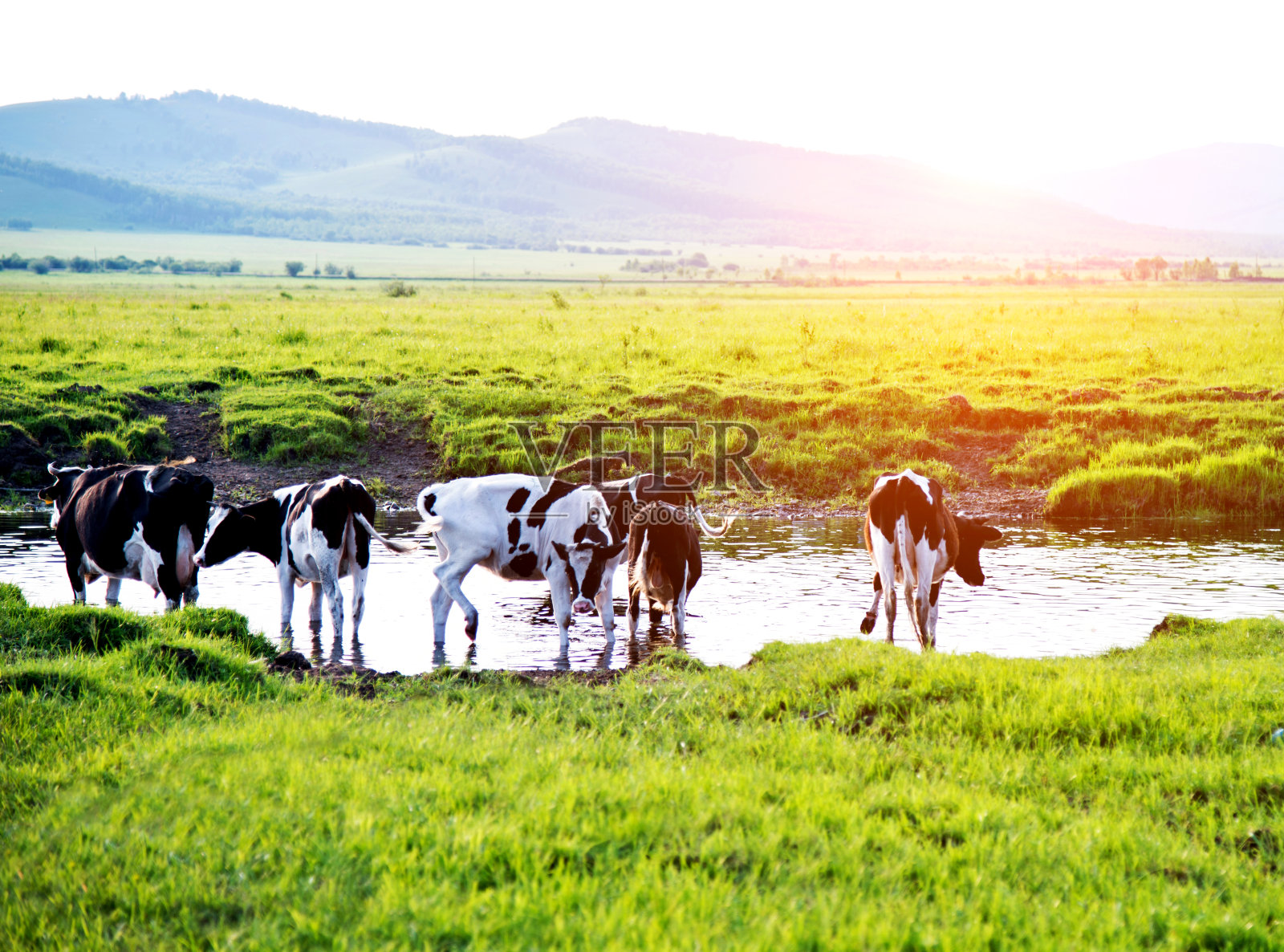 一群奶牛在河边的牧场上吃草照片摄影图片