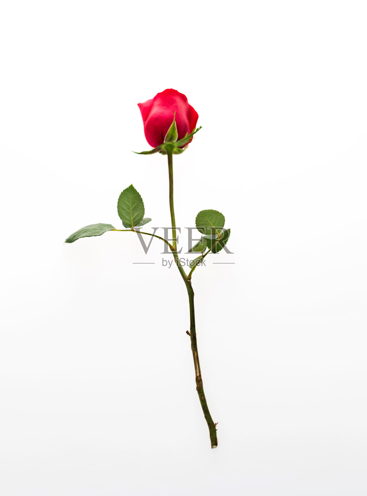 单一的红玫瑰照片摄影图片