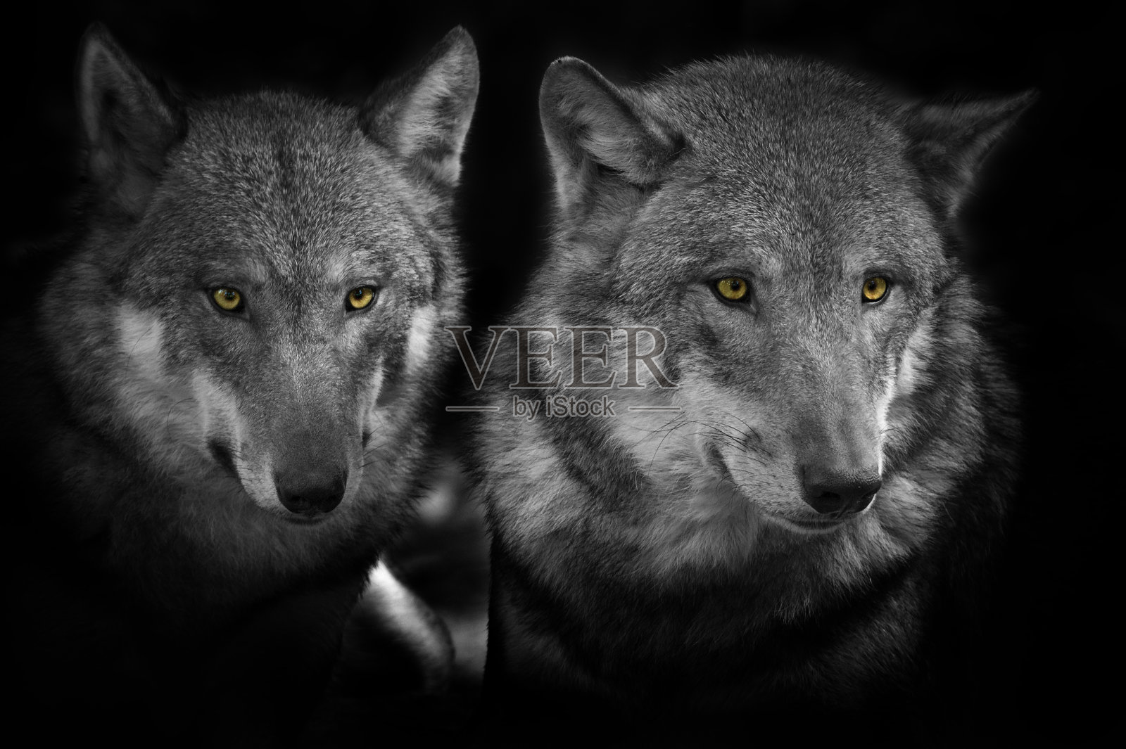 美丽的灰狼照片摄影图片