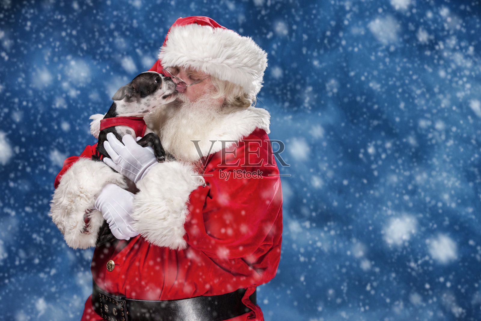 小狗舔圣诞老人的脸照片摄影图片