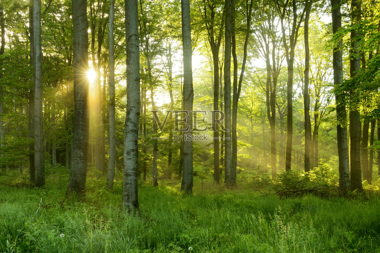 绿色天然山毛榉树森林，透过阳光透过雾照明照片摄影图片