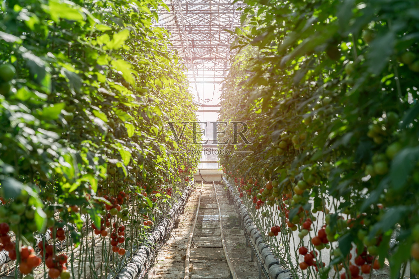 温室里的西红柿照片摄影图片