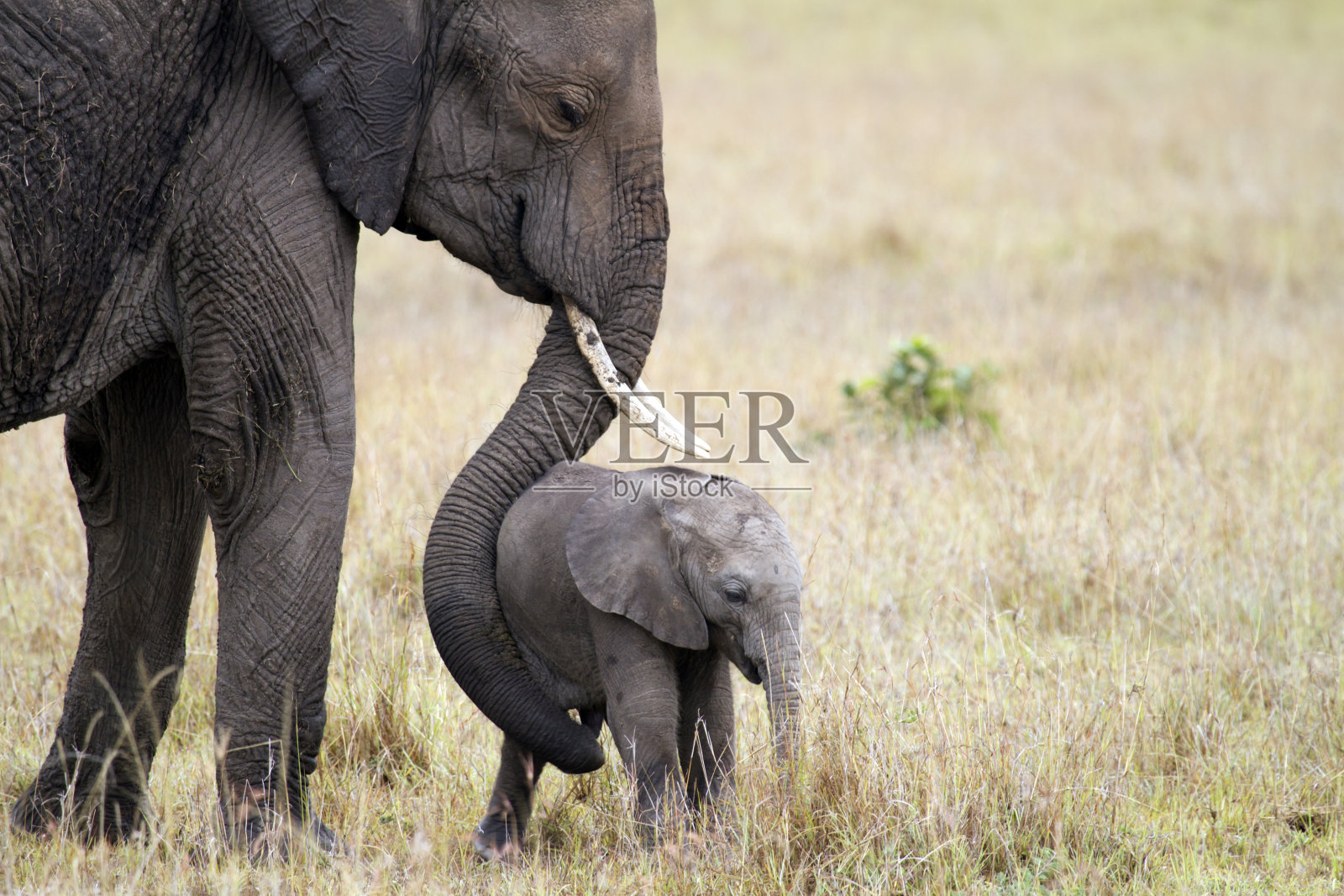 大象和婴儿，马赛马拉，肯尼亚照片摄影图片