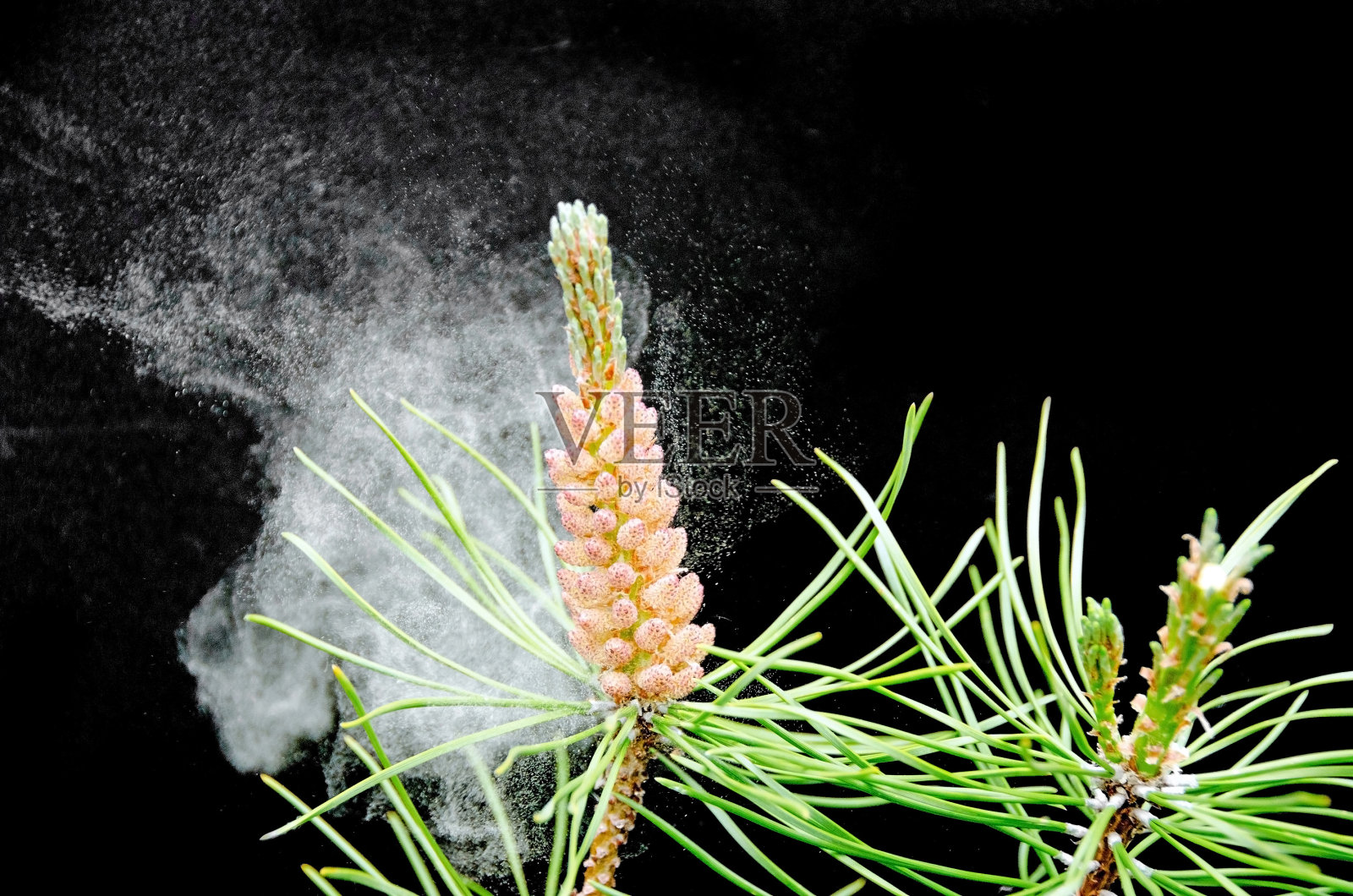 松花粉……空气中的过敏原照片摄影图片
