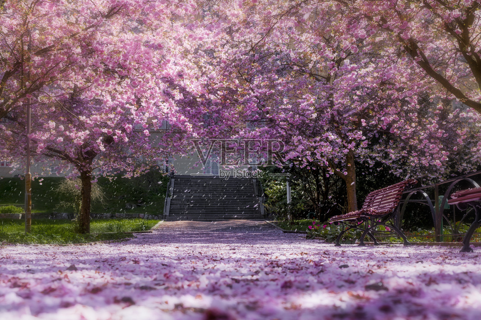 神奇的光在樱桃树公园照片摄影图片
