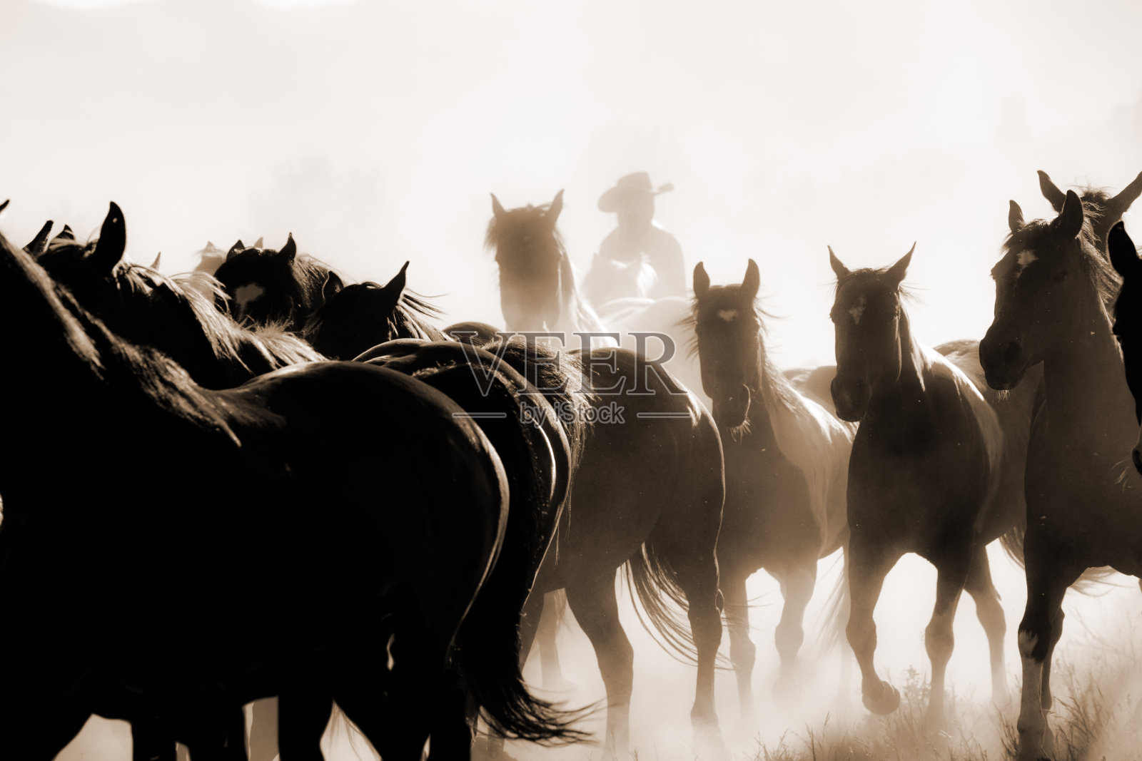 牛仔:男性牧人牧马。骑马了。农场的生活。乌贼。照片摄影图片
