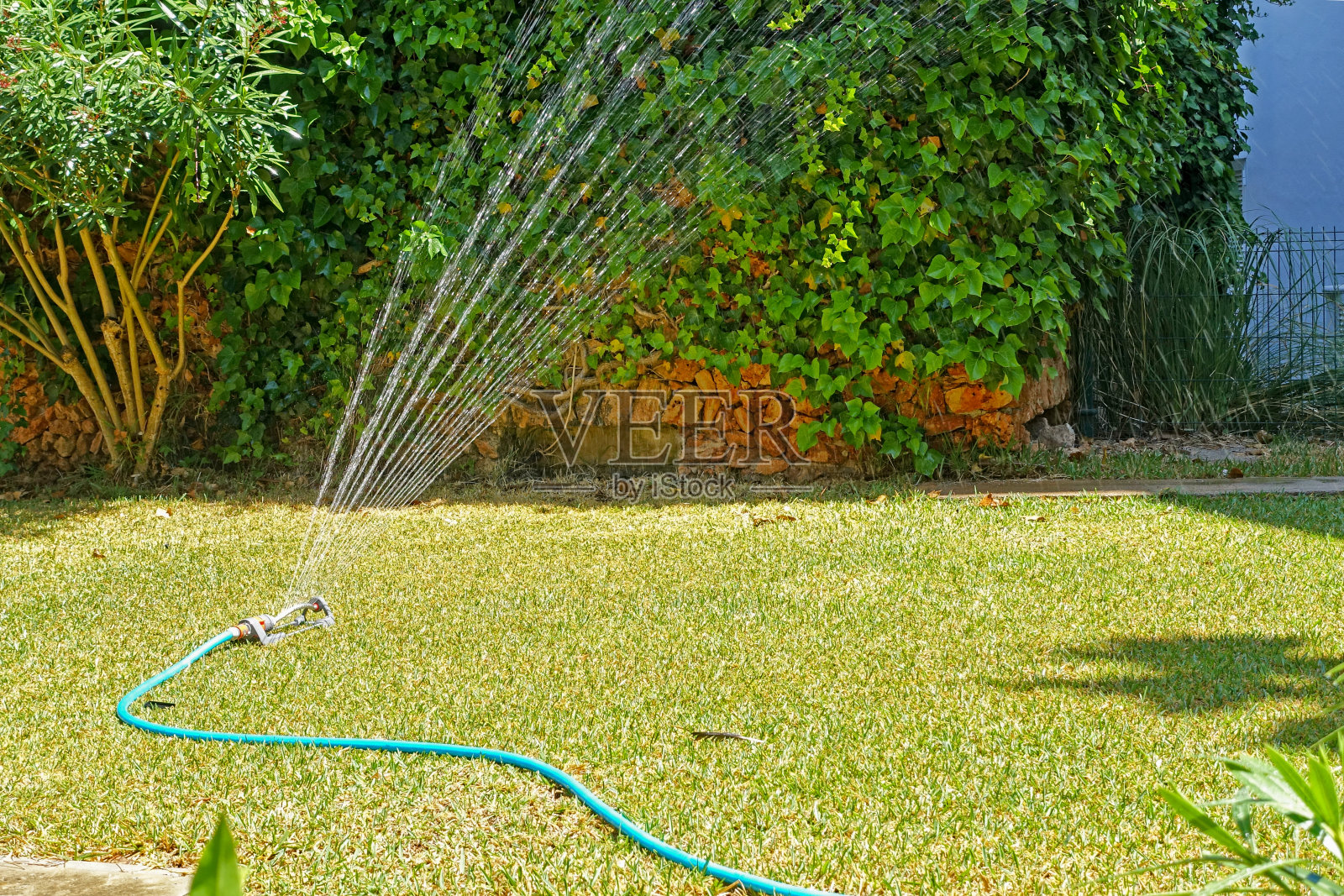 庭园喷灌系统在阳光下浇注照片摄影图片