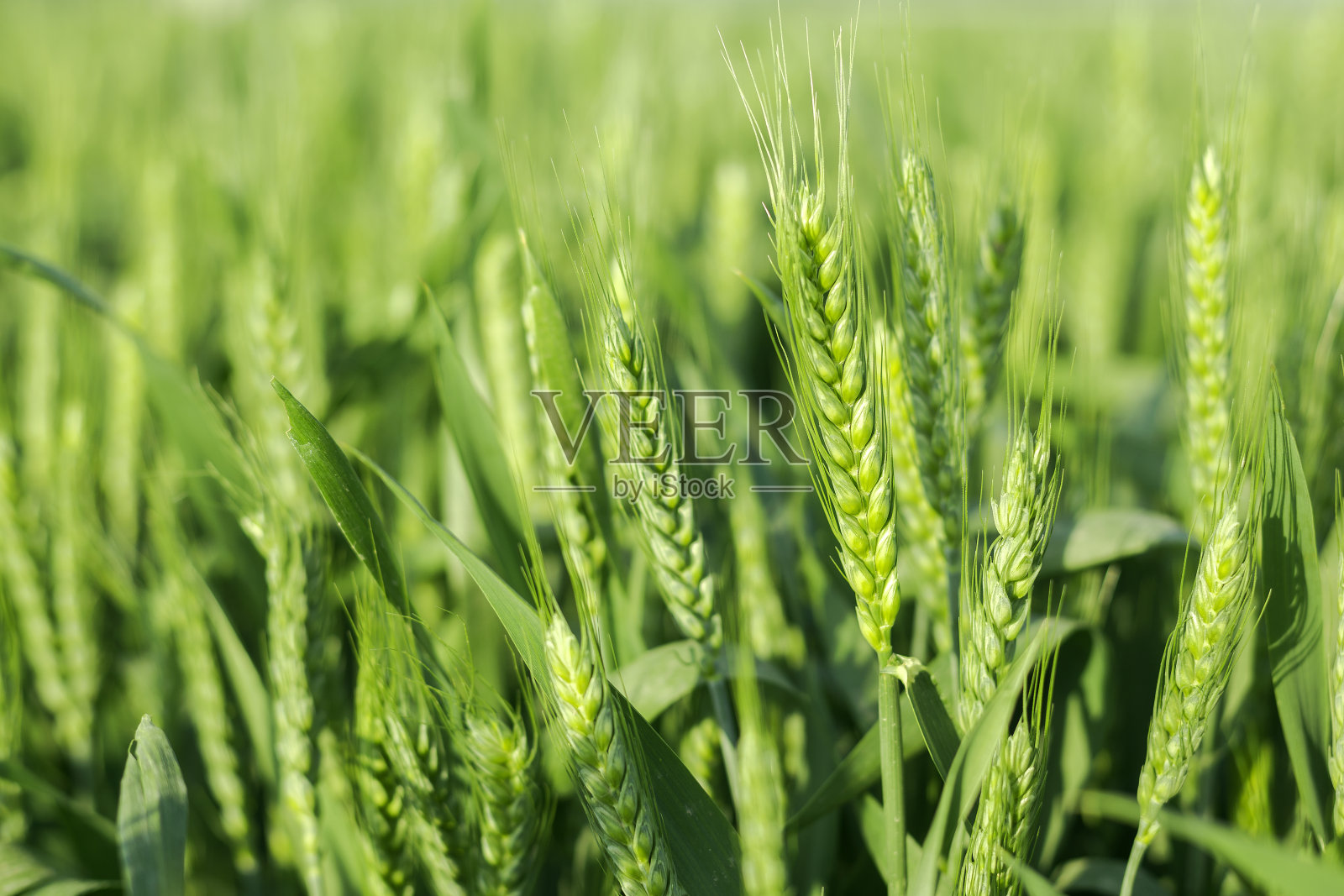绿色的麦田里发芽的小麦照片摄影图片