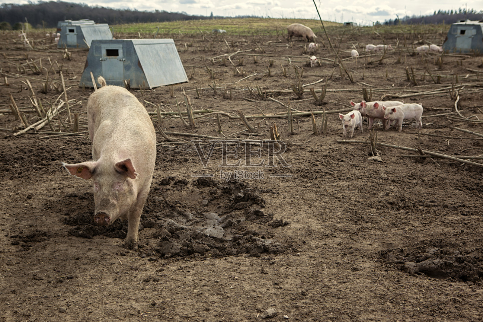有机农场养猪生产照片摄影图片