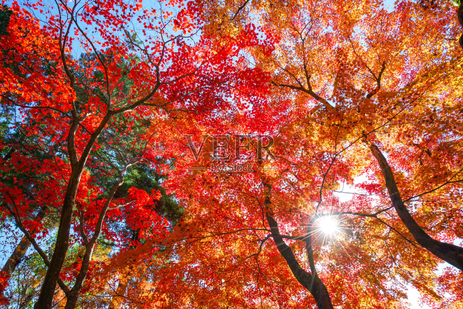 秋天五颜六色的枫叶照片摄影图片