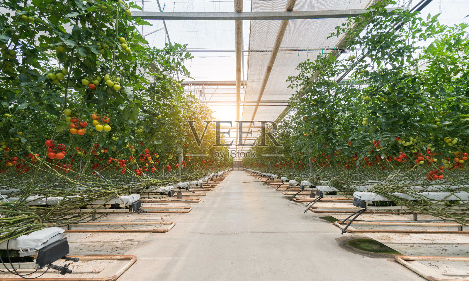 在温室里成熟的番茄照片摄影图片